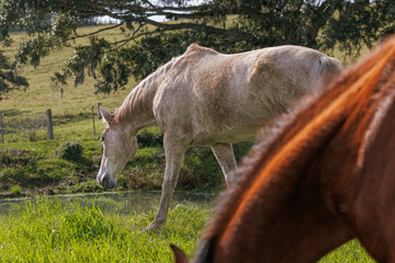 Horses