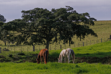 Horses standing on a field