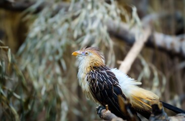 A close-up photo of a hoatzin bird perched on a branch with a blurred background. The hoatzin is a unique bird found in the Amazon rainforest and is known for its unusual appearance and vocalizations.