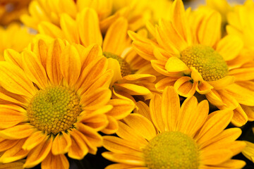 October Autumn Mums In Fall Garden