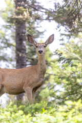 Fototapeta premium What Big Ears You Have