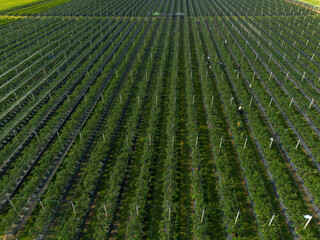 Modern Blueberry Orchard with Anti-hail nets, Irrigation and Modern Growing Systems in Containers. Drone view