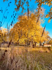 autumn in the park