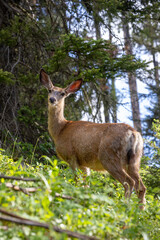 Deer Peeking at Camera