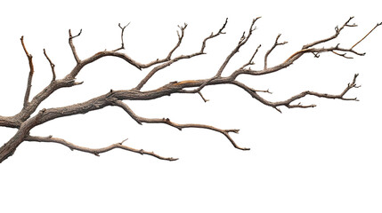 Fototapeta premium bare tree branches transparent background