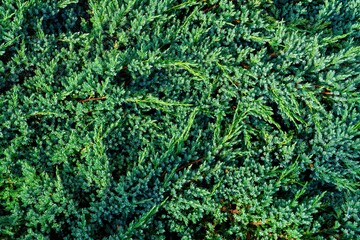 The image shows a close-up of a juniper bush, displaying a dense texture of vibrant green leaves. Ideal for nature-themed projects, landscaping, gardening, and as a background for text or design