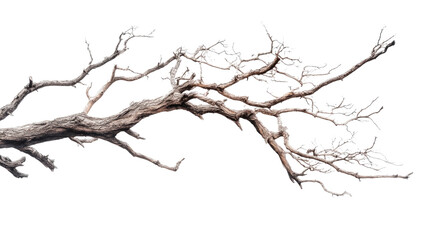 bare tree branches transparent background