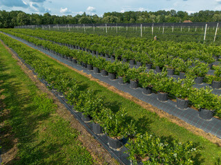 Modern Blueberry Orchard with Anti-hail nets, Irrigation and Modern Growing Systems in Containers. Drone view