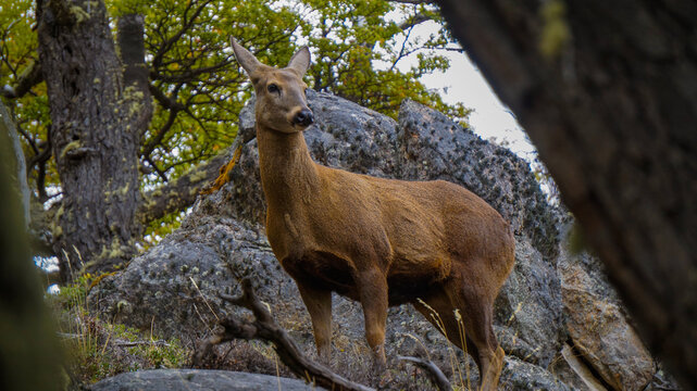 huemul avistado en El Chalten , Patagonia Argentina