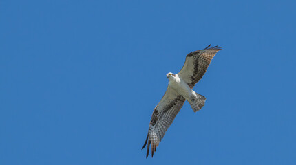 Closeup of an osprey in flight.