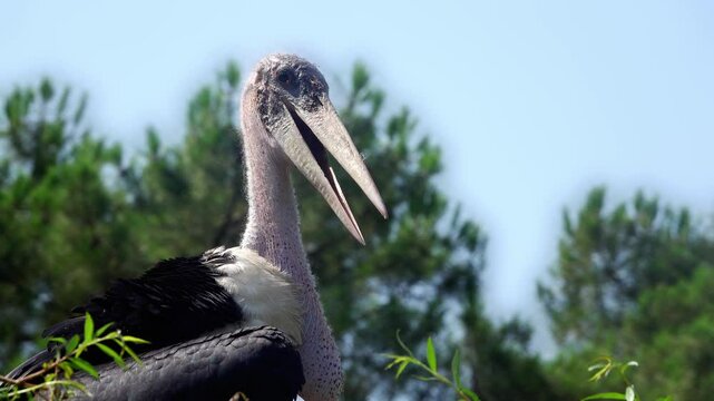 Marabout bird exposes itself in the treetops