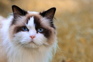 Piękny kot rasy ragdoll. Puszysty kot z niebieskimi oczami. Kocia przytulanka żywa