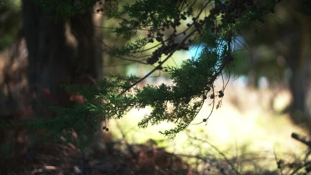 Pine tree in  Marokopa, Waikato, New Zealand.