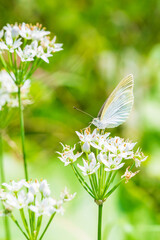 ニラの花に飛来したモンシロチョウ