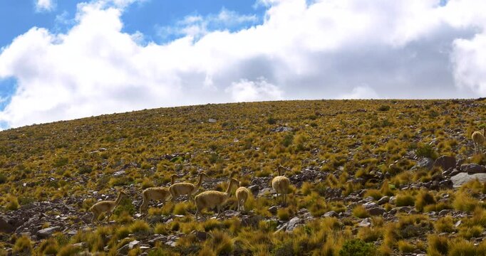 Vicu&ntilde;as (Vicugna vicugna) or Vicu&ntilde;a, in the highlands of the Atacama, Chile, South America