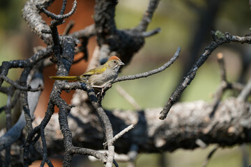 Green-tailed Towhee