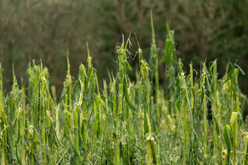The complete destruction of cornfields hail damaged corn steams and field - Storm disaster