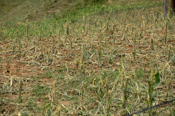 The complete destruction of cornfields hail damaged corn steams and field - Storm disaster