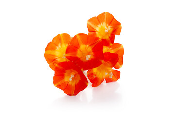 flowers of red morning glory isolated on a white background