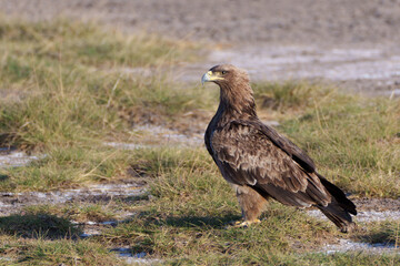 Tawny Eagle