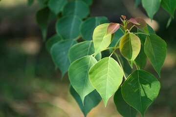 ナンキンハゼの若葉