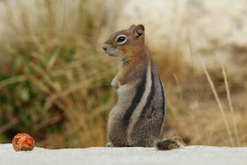 Chipmunk