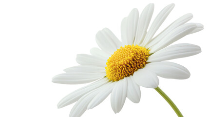 Naklejka premium chamomile transparent background