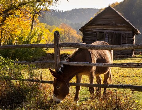 Farm animal grazing through fence in front of old farm house.