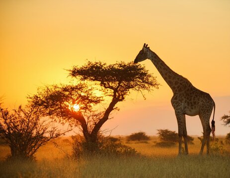 Silhouette of a giraffe feeding on acacia tree during a beautiful summer morning.