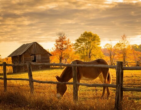 Old farm house with trees and jackass grazing under beautiful autumn skies.