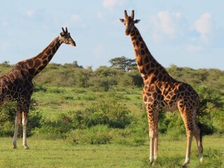 Obraz premium giraffe in the wild
