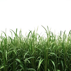 Obraz premium Realistic grass White Background