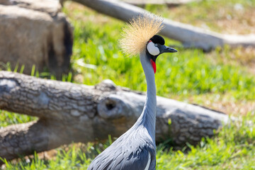 Close up of african grey crowned crane