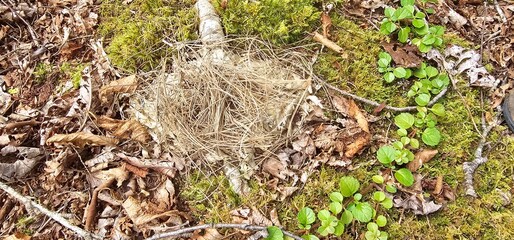 nest on the ground