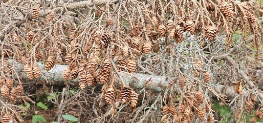 Pinecones on an old branch