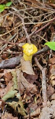 Little yellow mushroom