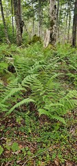 fern in the forest