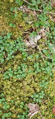 Little vine plant