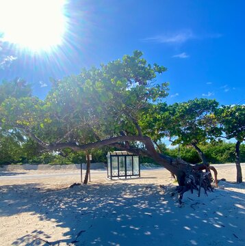 Seagrapes tree kissed by a sun at Colliers Beach, East End Grand Cayman