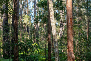 Sunlit Forest and Lush Native Vegetation: Exploring Baxter Creek in Queensland's Kondalilla National Park, Australia. Nature background with selective focus