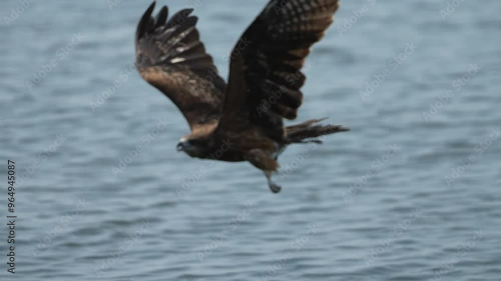 Canvas Prints black kite in flight