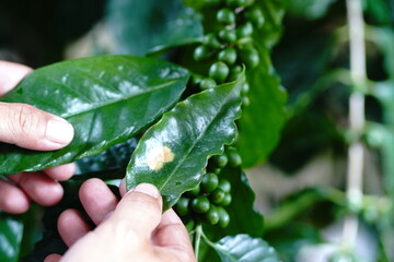 Survey of diseases and insects of Arabica Robusta coffee trees, prevention, study, and finding solutions. to increase productivity