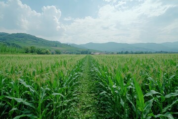 Panoramic view of corn field plantation growing up , ai