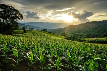 Fototapeta premium Panoramic view of corn field plantation growing up , ai