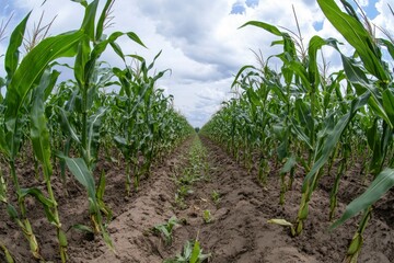Fototapeta premium Panoramic view of corn field plantation growing up , ai