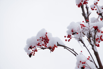 雪がのった赤いナナカマドの実
