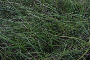green grass background