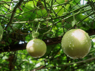 Passion fruit in the garden