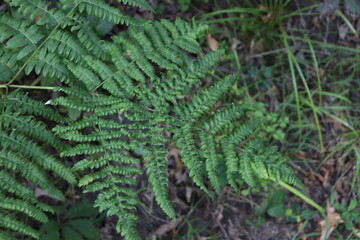 fern leaves