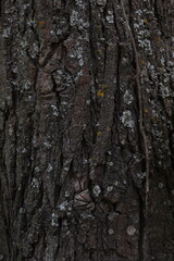 bark of a tree